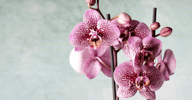 Van tropische schoonheid tot vensterbankfavoriet: de orchidee
