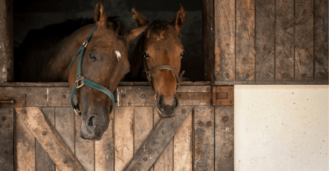 Duurzaam hout aanschaffen voor aanmaak van een paardenstal