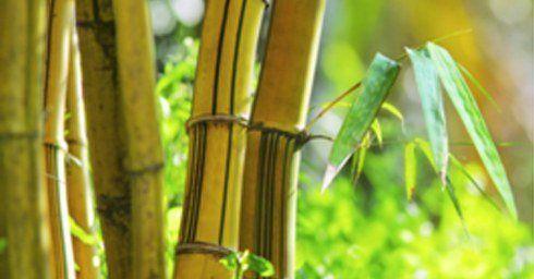 Bamboe vloeren