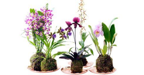 Bijzondere orchideeÃƒÂ«n