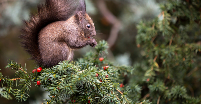 Taxus_Baccata.png