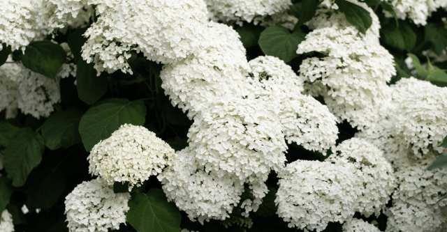 soorten-hortensias-annabelle-hortensia.png