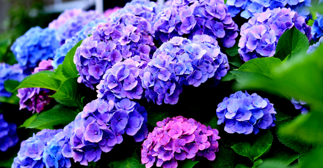 soorten-hortensias-boerenhortensia.png