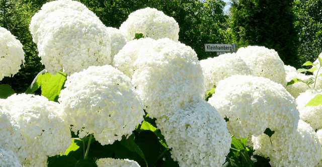 soorten-hortensias-dwerghortensia.png