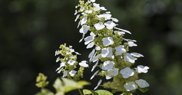 soorten-hortensias-eikenbladhortensia.png