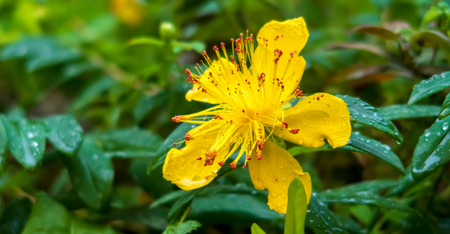 soorten-hortensias-hertshooi-hortensia.png