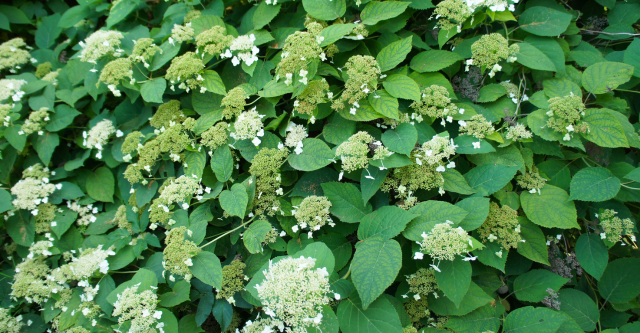 soorten-hortensias-klimhortensia.png