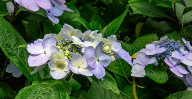 soorten-hortensias-lacecap-hortensia.png