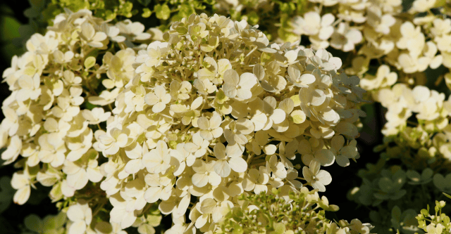 soorten-hortensias-pluimhortensia.png