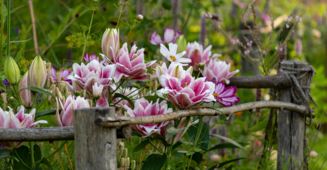tuintrend-2026-nostalgic-bloom-revival-04.png
