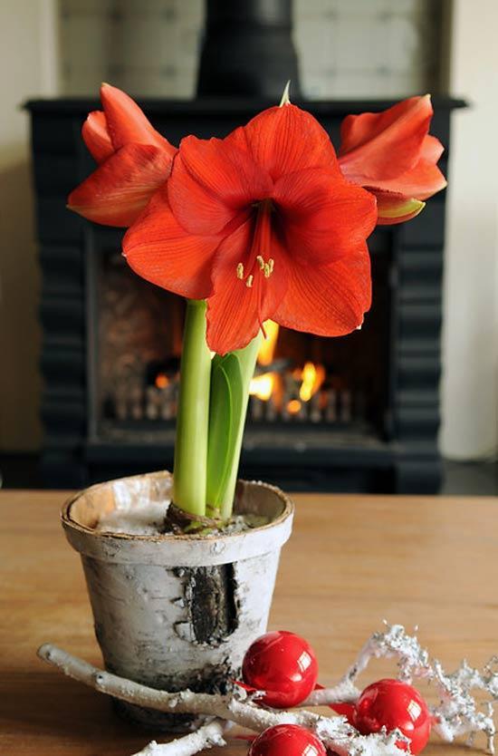 Amaryllis-brengt-je-in-kerstsferen-02.jpg