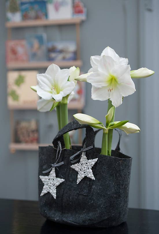 Amaryllis-brengt-je-in-kerstsferen-03.jpg