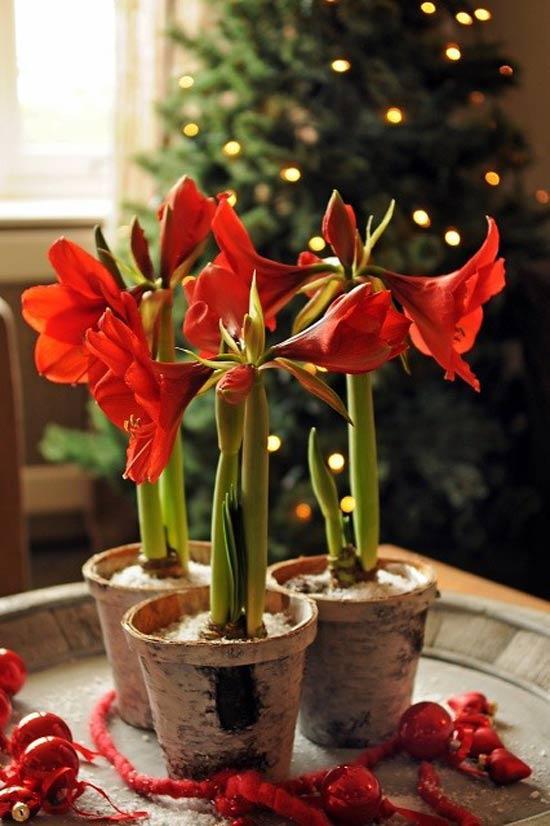 Amaryllis-brengt-je-in-kerstsferen-04.jpg