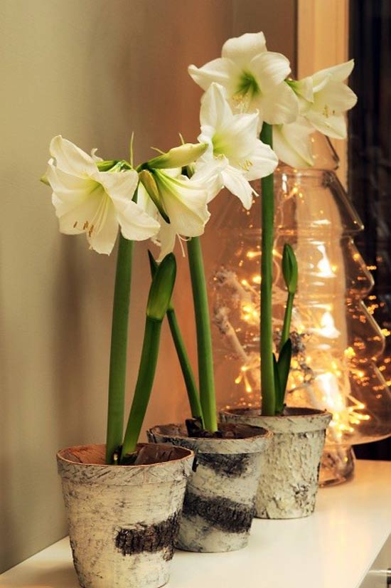 Amaryllis-brengt-je-in-kerstsferen-05.jpg