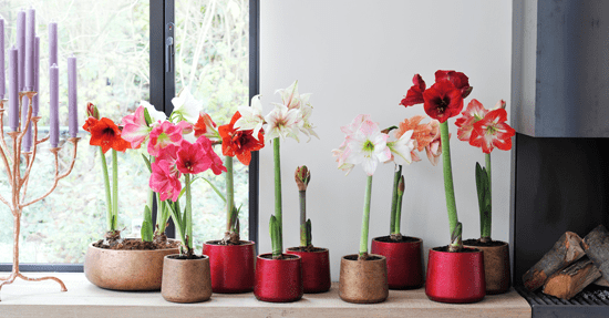 Woonplant december: Amaryllis