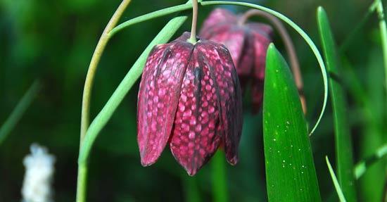 Fritillaria