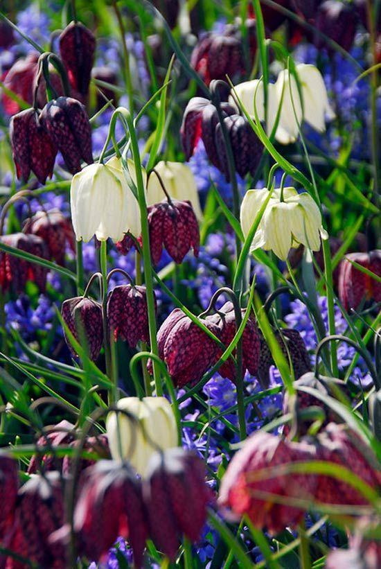 Fritillaria-02.jpg