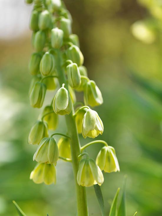 Fritillaria-03.jpg