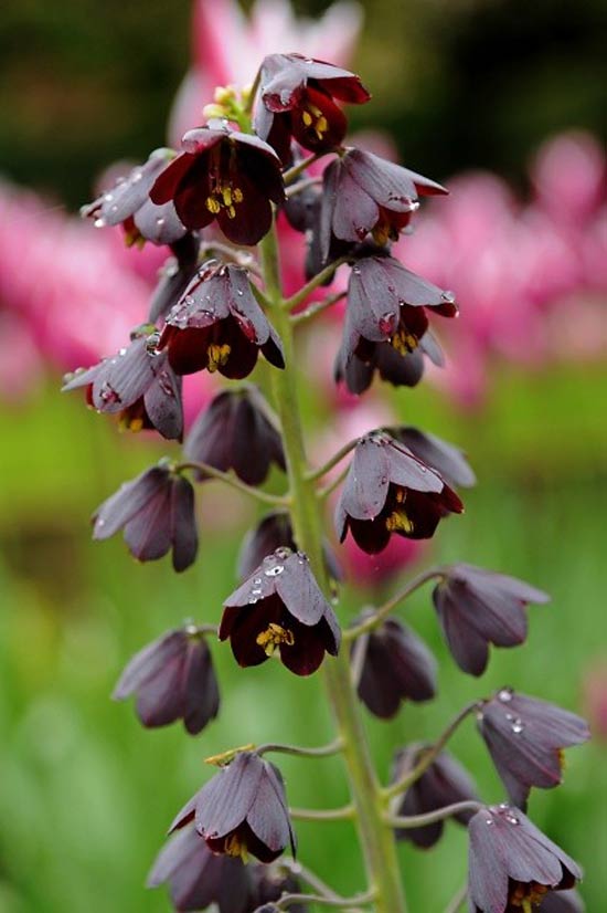 Fritillaria-04.jpg