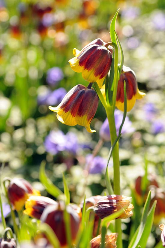 Fritillaria-05.jpg