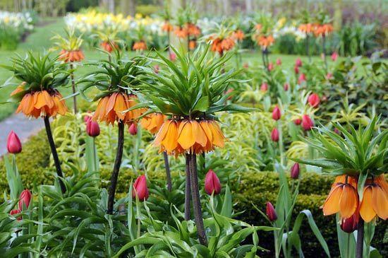 Fritillaria-07.jpg