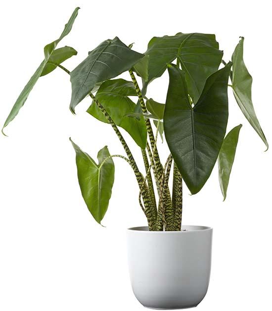 Olifantsoor_-_Alocasia_Zebrina.jpg