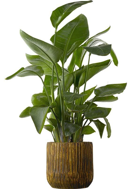 Paradijsvogelplant_Strelitzia.jpg