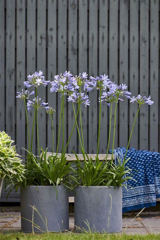 Terrasplant-van-2018-Agapanthus02.jpg