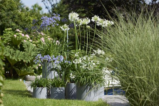 Terrasplant-van-2018-Agapanthus03.jpg