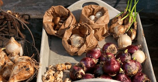 Tuinieren is gezond, plant bloembollen