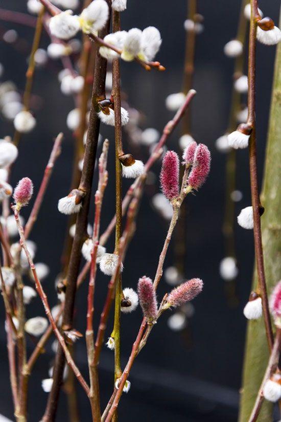 Tuinplant-van-de-Maand-februari-Salix-08.jpg