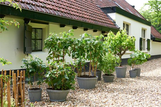 Tuinplanten-van-Juni-klimfruit---08.jpg