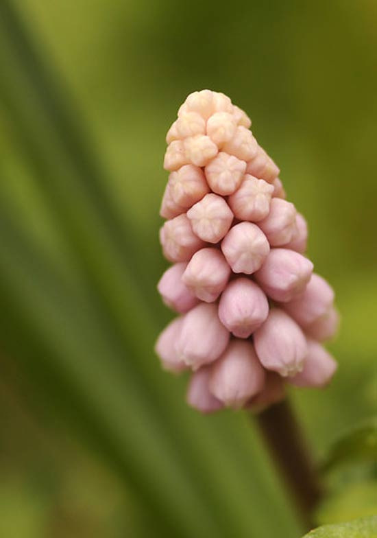 Welke-kleur-bloembollen-kies-jij-05.jpg