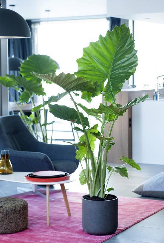 alocasia-woonplant-september-2017-09.jpg