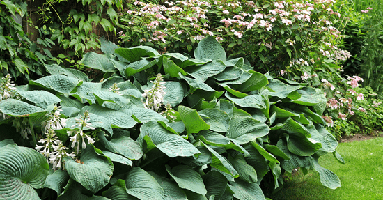 Tuinplanten