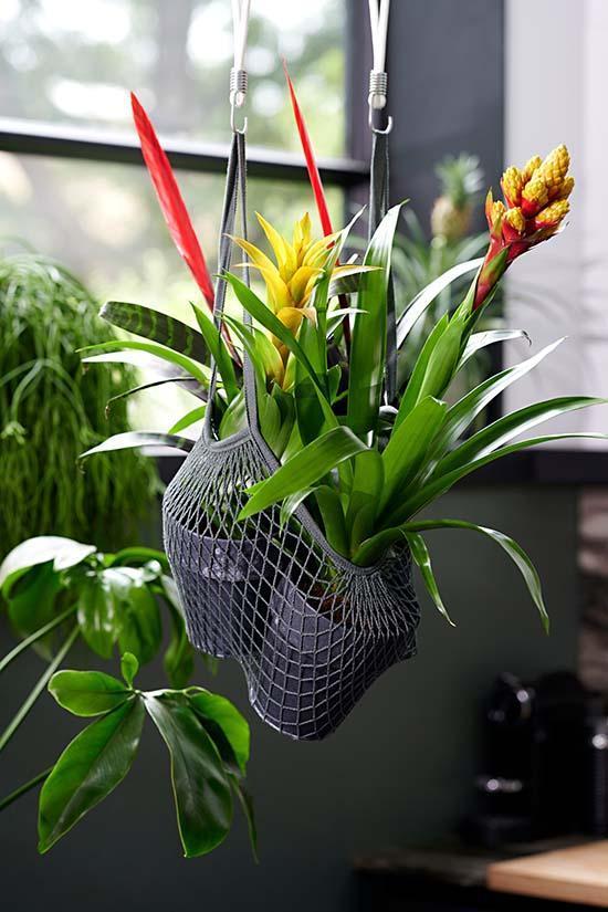 bromelia7.jpg