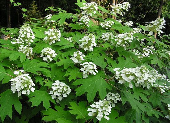 eikenbladhortensia.jpg