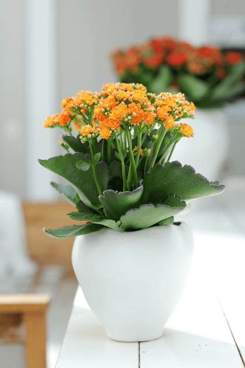 kalanchoe-02.png