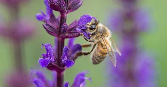 Wilde bijen 