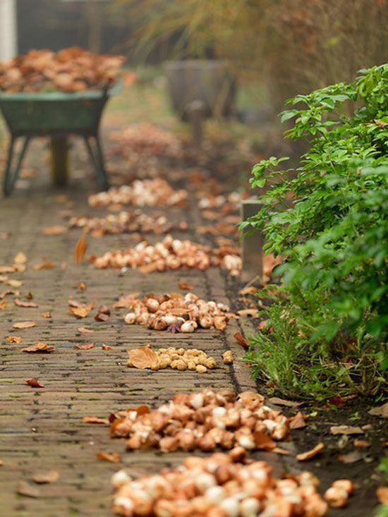 nu-bloembollen-planten02.jpg