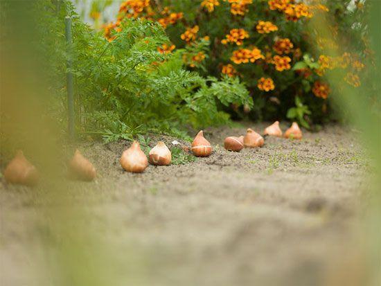 nu-bloembollen-planten3.jpg