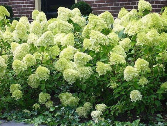 pluimhortensia.jpg