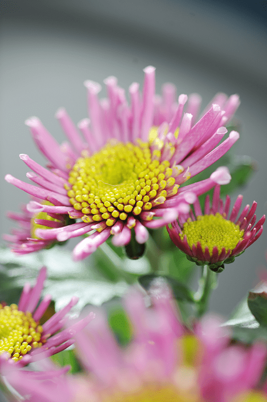 potchrysant-woonplant-juni-2018-01.png