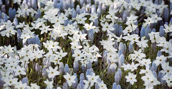 Sterren in de tuin