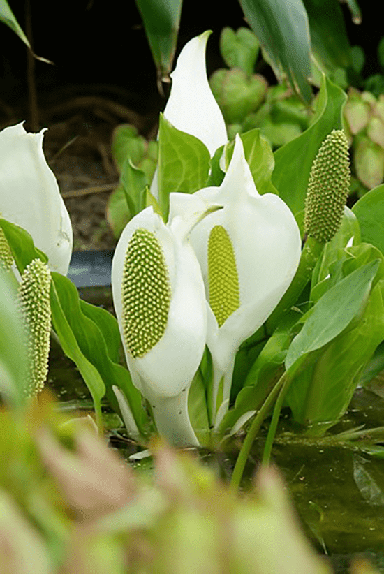 vijverplanten-voor-in-de-vijver-01.png