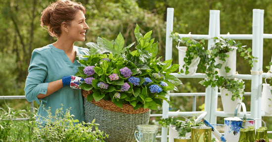 Balkonieren met hortensia’s