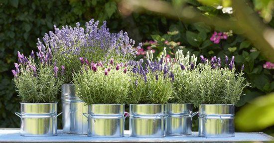 Balkonplant van het Jaar 2018: Lavendel