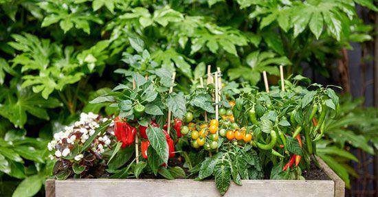 Groenteplanten zijn Tuinplanten van mei 2018