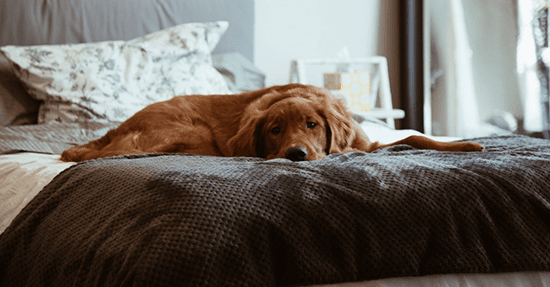 Slaapkamer voor de hond