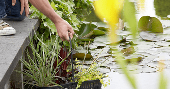 Vijverplanten voor een droomvijver